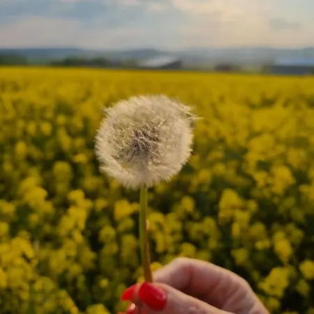 Karibu Апартаменты Tiefenthal (Bad Durkheim)