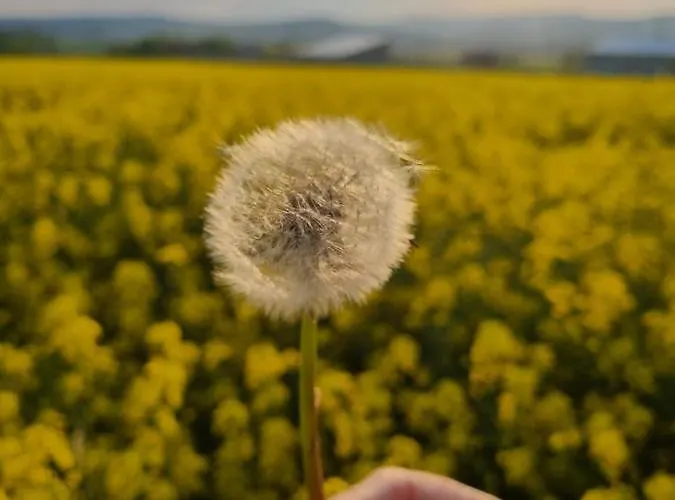 Karibu Apartment Tiefenthal (Bad Durkheim)